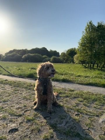 YubYub on a sunset walk