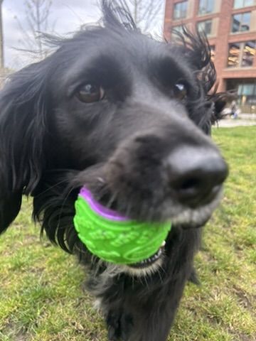 Lena with a ball in the park
