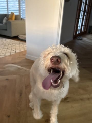 Molly the labradoodle at home