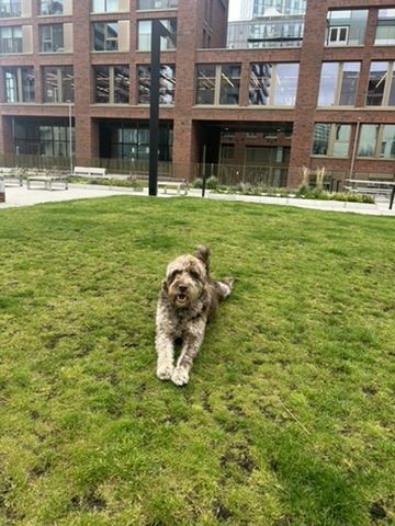 Solomon the labradoodle on the grass