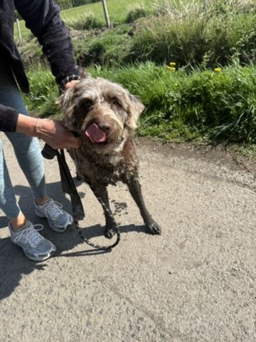 Solomon on a muddy walk