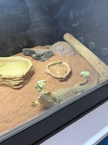 Sparky the bearded dragon in his terrarium