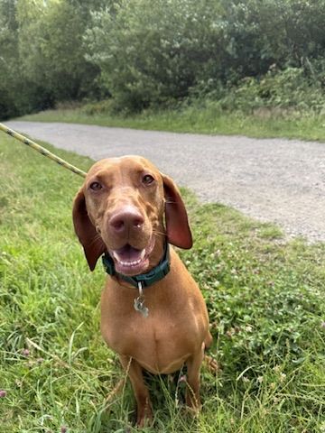 Travis on a countryside walk
